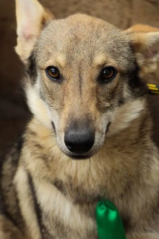 Cachorro ra a sem raã definida idade 1 ano nome Lobinho