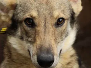Cachorro raça sem raã definida idade 1 ano nome Lobinho