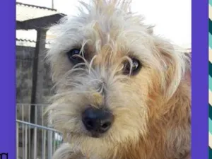 Cachorro raça SRD idade 7 a 11 meses nome Pipoca