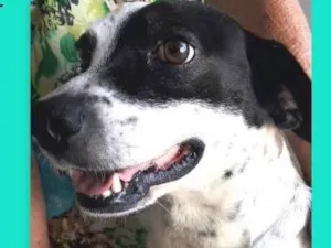 Cachorro raça sdr idade 5 anos nome Augusto