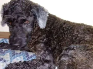 Cachorro raça Poodle idade 6 ou mais anos nome Fofinho
