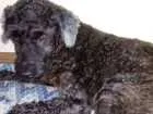 Cachorro raça Poodle idade 6 ou mais anos nome Fofinho