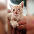 Simba 