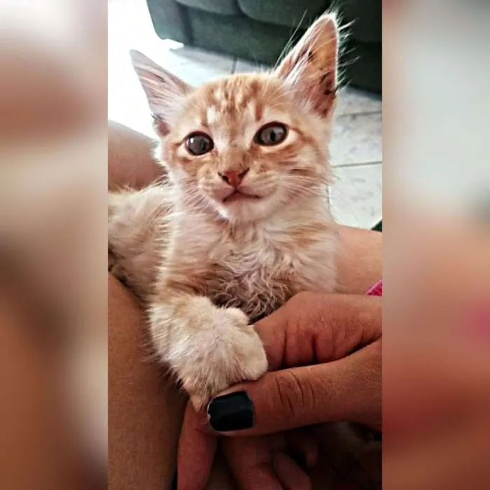 Gato ra a Não definida  idade 2 a 6 meses nome Simba 