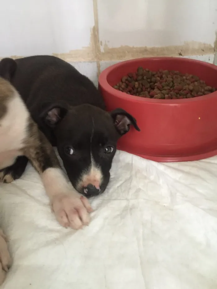 Cachorro ra a SRD  idade 2 a 6 meses nome Sem nome
