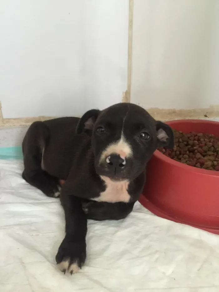 Cachorro ra a SRD  idade 2 a 6 meses nome Sem nome