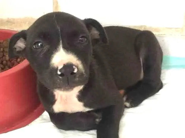 Cachorro ra a SRD  idade 2 a 6 meses nome Sem nome