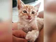 Simba 