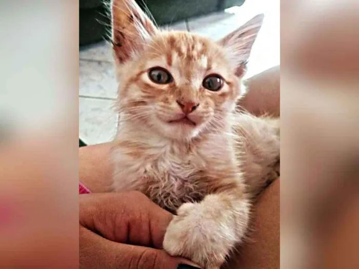 Gato ra a Não definida  idade 2 a 6 meses nome Simba 
