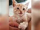 Gato raça Não definida  idade 2 a 6 meses nome Simba 