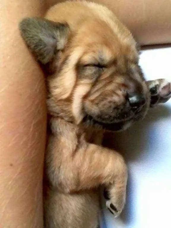 Cachorro ra a Vira-lata idade Abaixo de 2 meses nome (sem nomes)