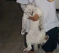 Tom
