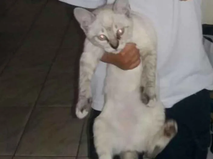 Gato ra a Srd idade 2 a 6 meses nome Tom