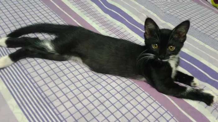 Gato ra a  idade 2 a 6 meses nome perla