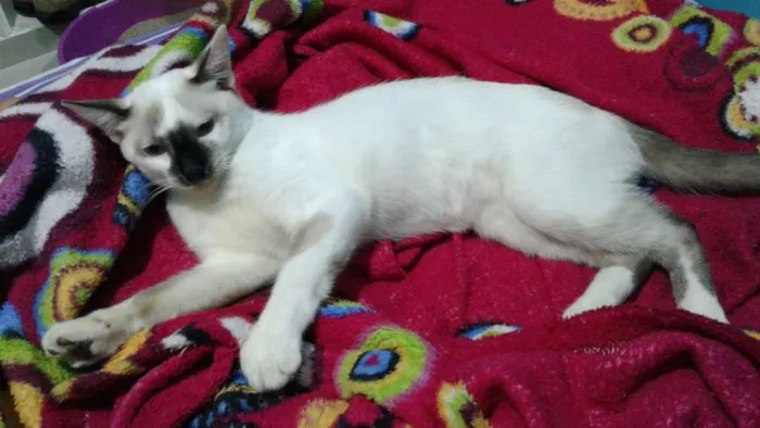 Gato ra a cialata idade 2 a 6 meses nome Nino