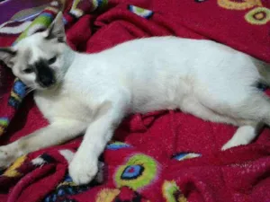 Gato raça cialata idade 2 a 6 meses nome Nino