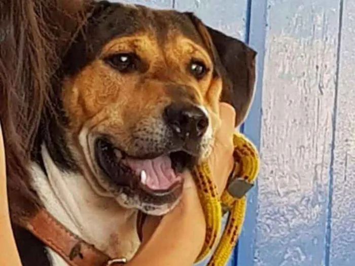 Cachorro ra a VL idade  nome Não sei