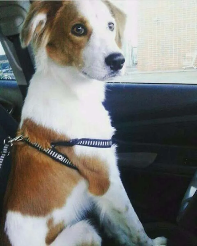 Cachorro raça sem raça idade 1 ano nome Sansão