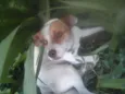 bebeto