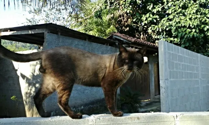 Gato ra a Siamês idade 6 ou mais anos nome Marronzinho