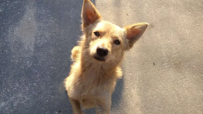 Cachorro ra a SRD idade 3 anos nome LOURÃO