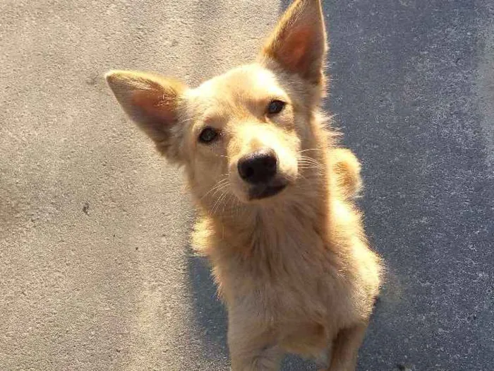 Cachorro ra a SRD idade 3 anos nome LOURÃO