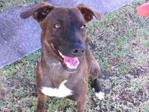 Cachorro raça SRD idade 1 ano nome Morena