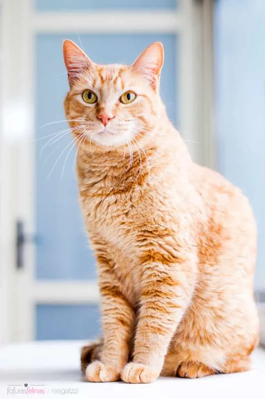 Gato ra a srd idade 3 anos nome Suflair