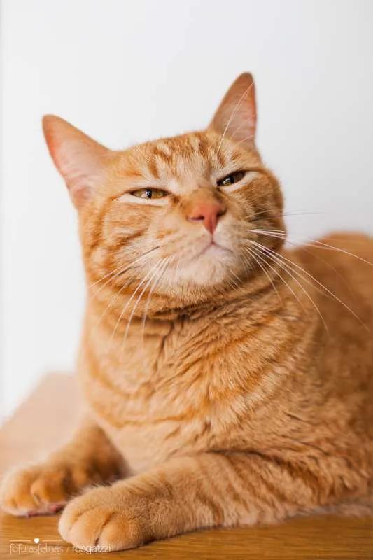 Gato ra a srd idade 3 anos nome Suflair