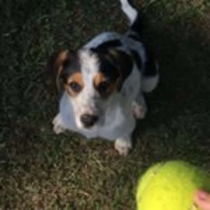 Cachorro raça Viralata idade 7 a 11 meses nome Olívia