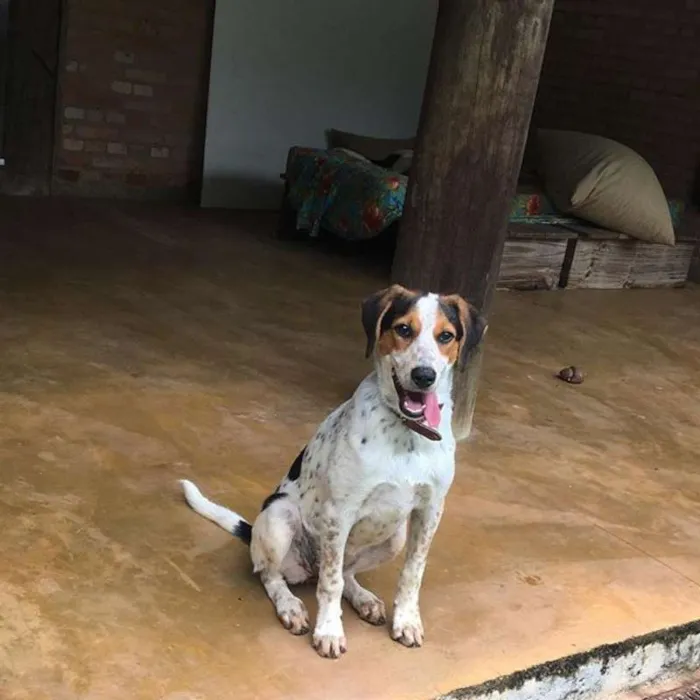 Cachorro raça Viralata idade 7 a 11 meses nome Olívia