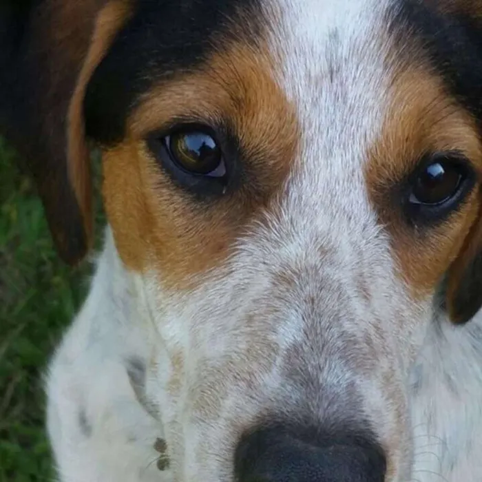 Cachorro raça Viralata idade 7 a 11 meses nome Olívia