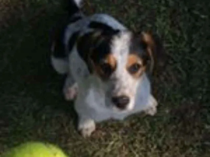 Cachorro raça Viralata idade 7 a 11 meses nome Olívia