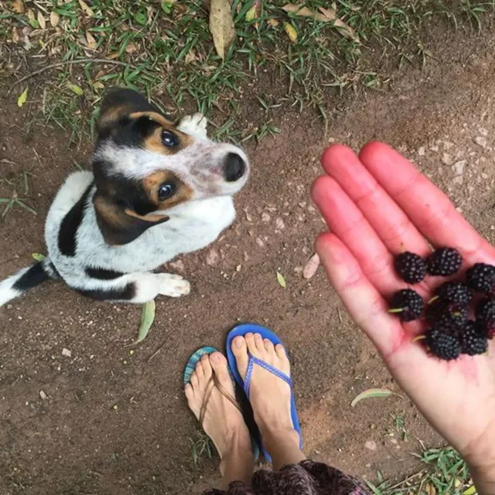 Cachorro raça Viralata idade 7 a 11 meses nome Olívia