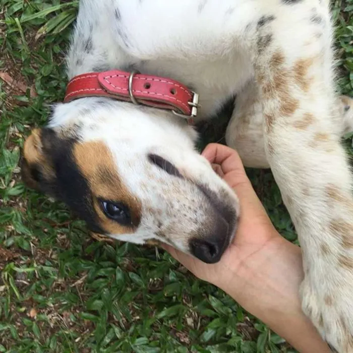 Cachorro raça Viralata idade 7 a 11 meses nome Olívia
