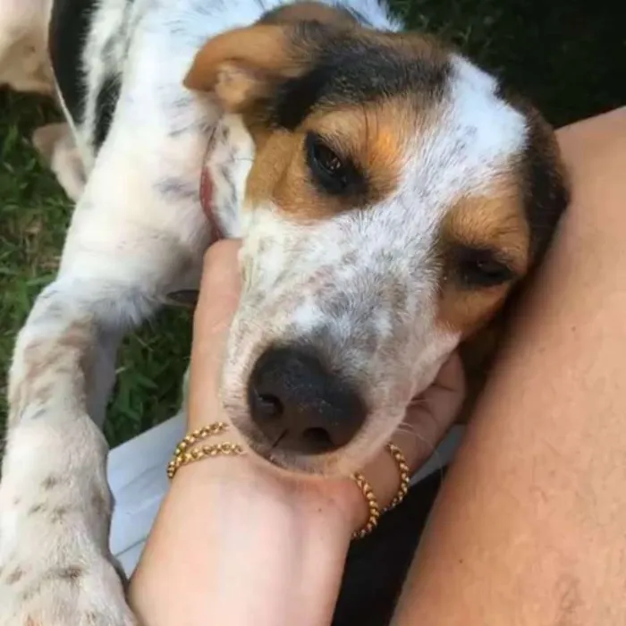 Cachorro raça Viralata idade 7 a 11 meses nome Olívia