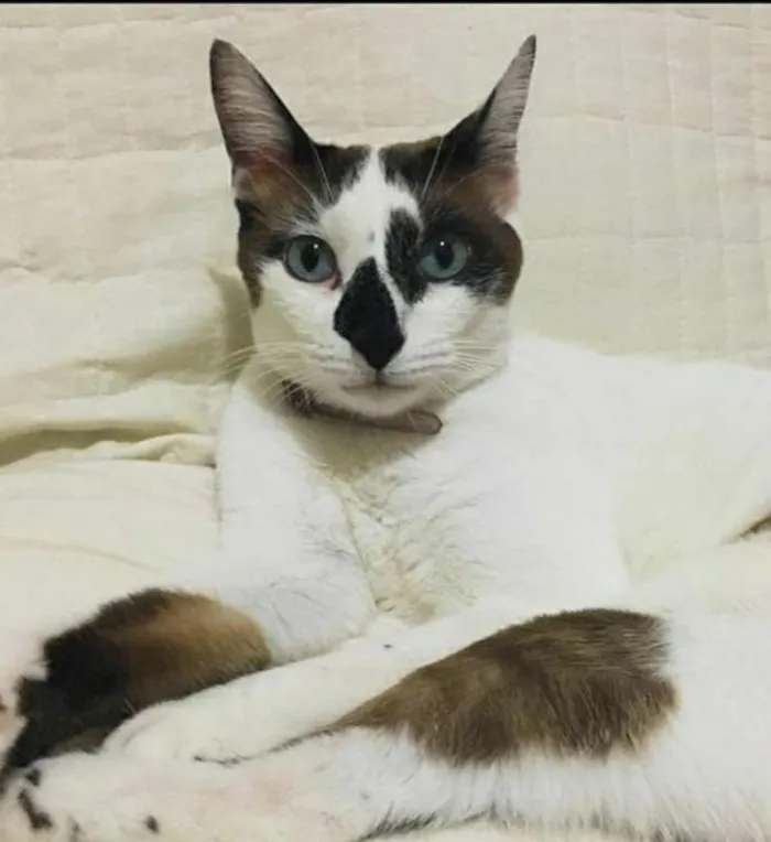 Gato ra a SRD idade 5 anos nome Pipoca