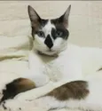Pipoca