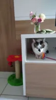 Pipoca