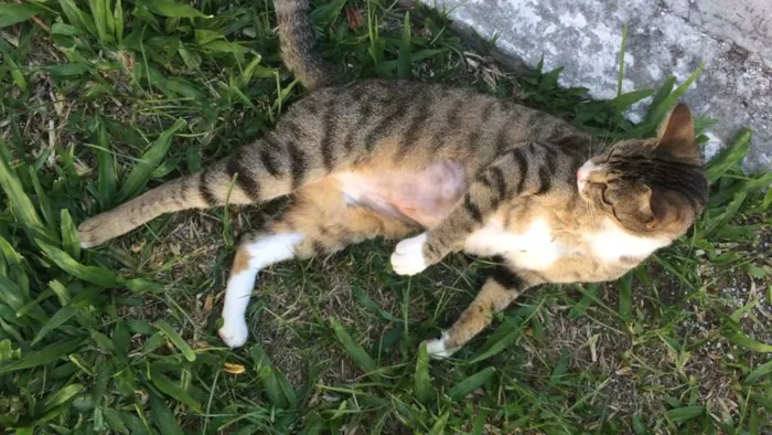 Gato ra a SRD idade 2 a 6 meses nome Docura