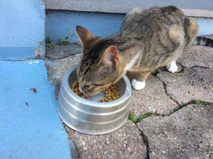 Gato ra a SRD idade 2 a 6 meses nome Docura