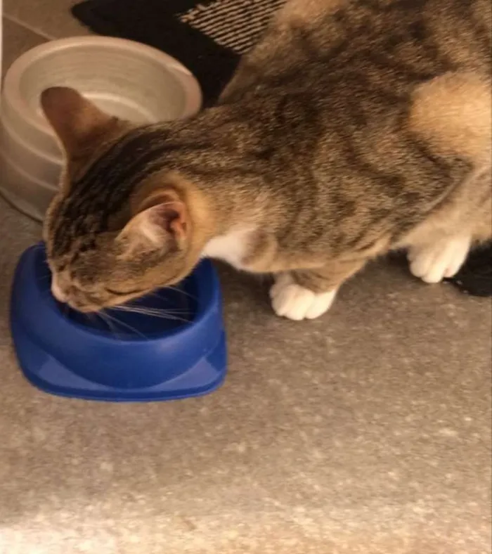Gato ra a SRD idade 2 a 6 meses nome Docura