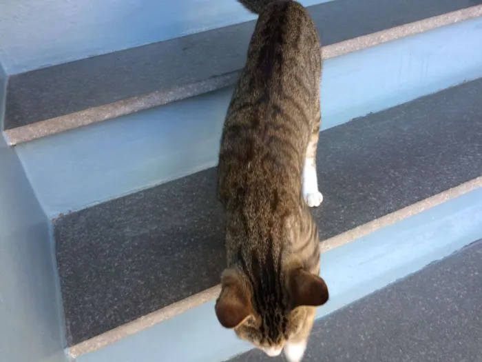 Gato ra a SRD idade 2 a 6 meses nome Docura