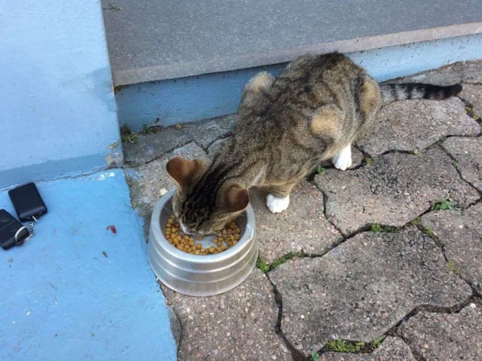 Gato ra a SRD idade 2 a 6 meses nome Docura