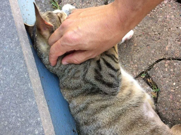 Gato ra a SRD idade 2 a 6 meses nome Docura