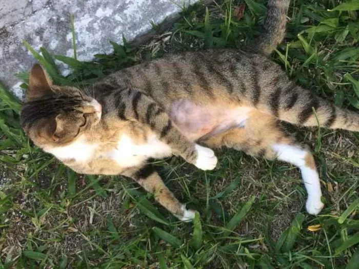 Gato ra a SRD idade 2 a 6 meses nome Docura