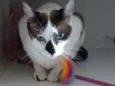 Pipoca
