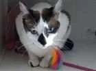 Gato raça SRD idade 5 anos nome Pipoca