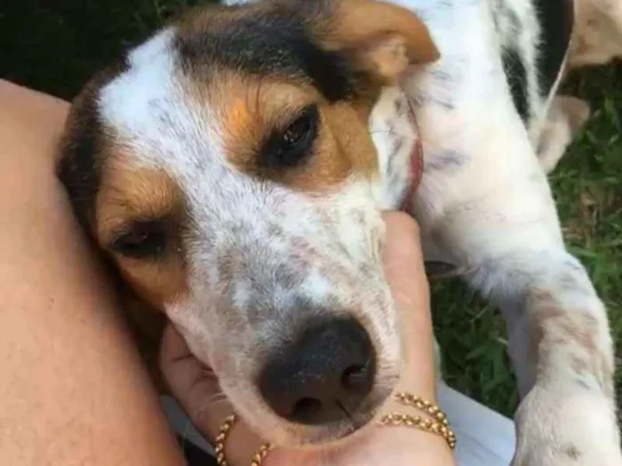 Cachorro raça Viralata idade 7 a 11 meses nome Olívia