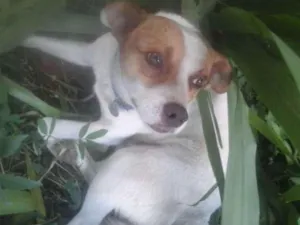 Cachorro raça SRD idade 2 anos nome bebeto